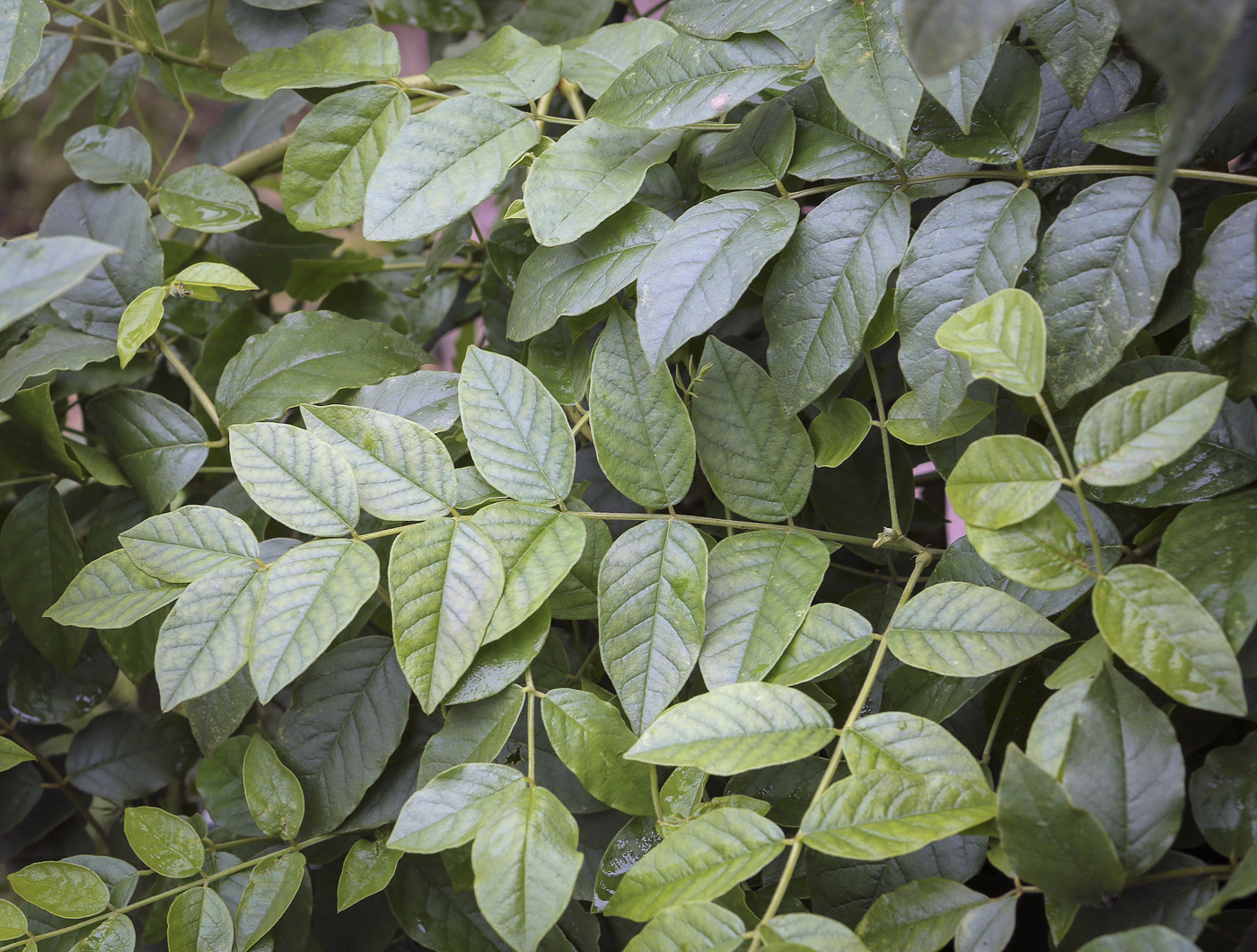 Image of Glycyrrhiza glabra specimen.