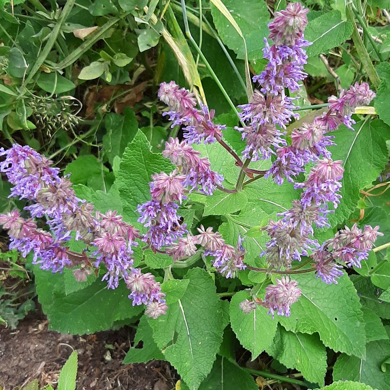 Изображение особи Salvia verticillata.