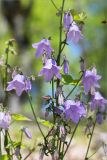 Campanula longistyla