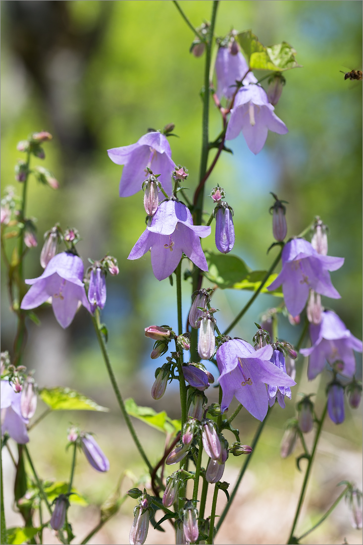 Изображение особи Campanula longistyla.