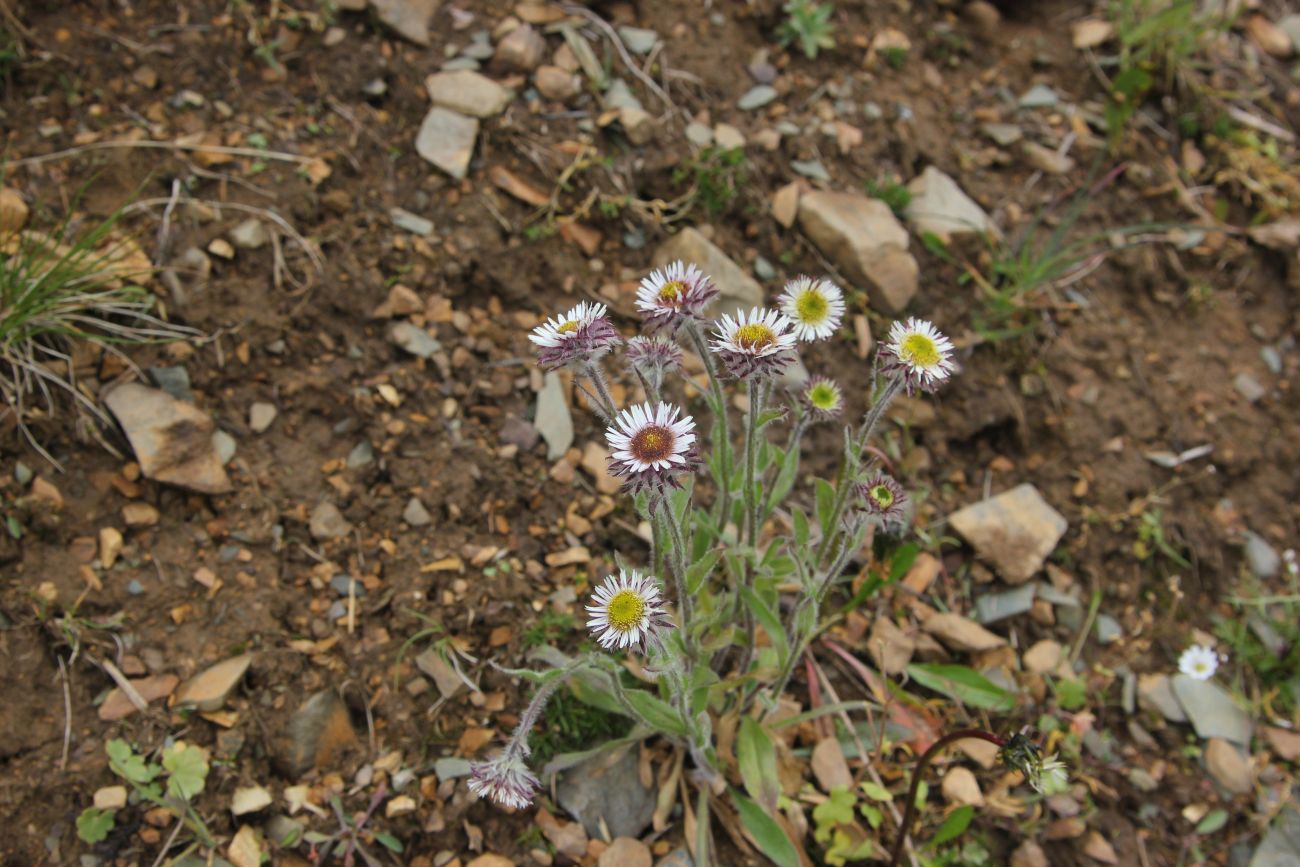 Изображение особи Erigeron eriocalyx.