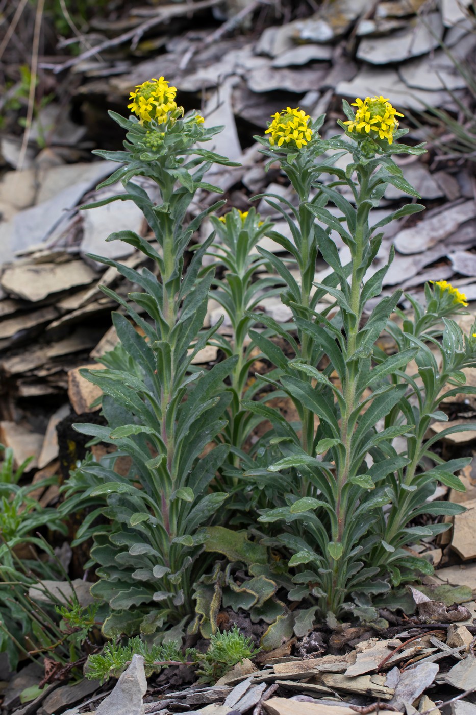 Изображение особи Fibigia eriocarpa.