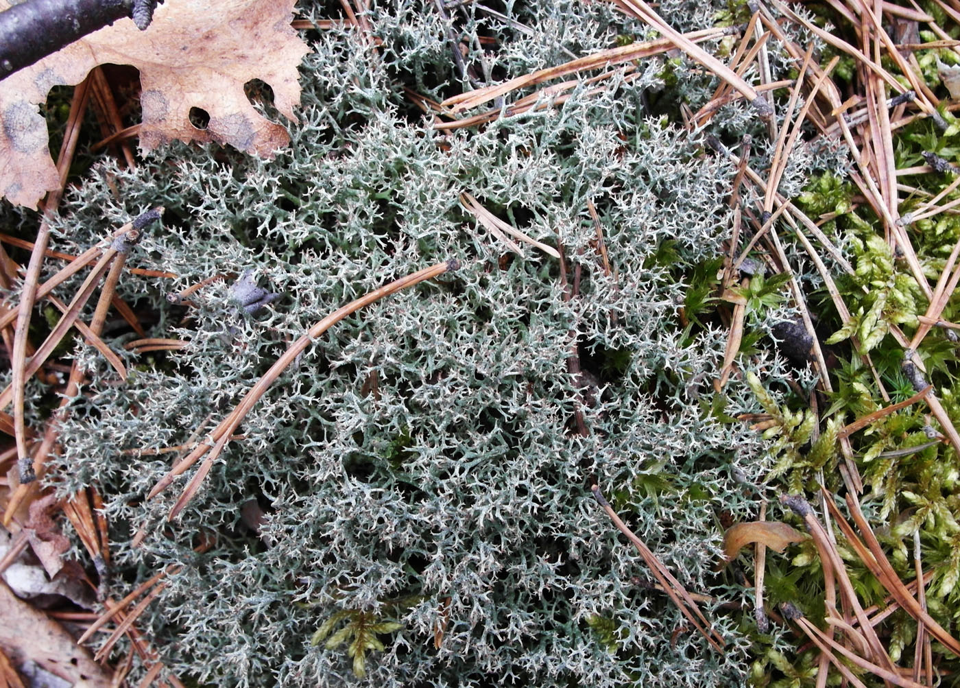 Изображение особи Cladonia uncialis.