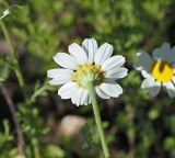 Anthemis ruthenica