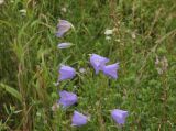 Campanula persicifolia. Верхушка цветущего растения. Калужская обл., Боровский р-н, правый берег р. Протва в 500 м выше по течению от дер. Сатино, луг. 3 июля 2020 г.