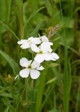 Hesperis voronovii