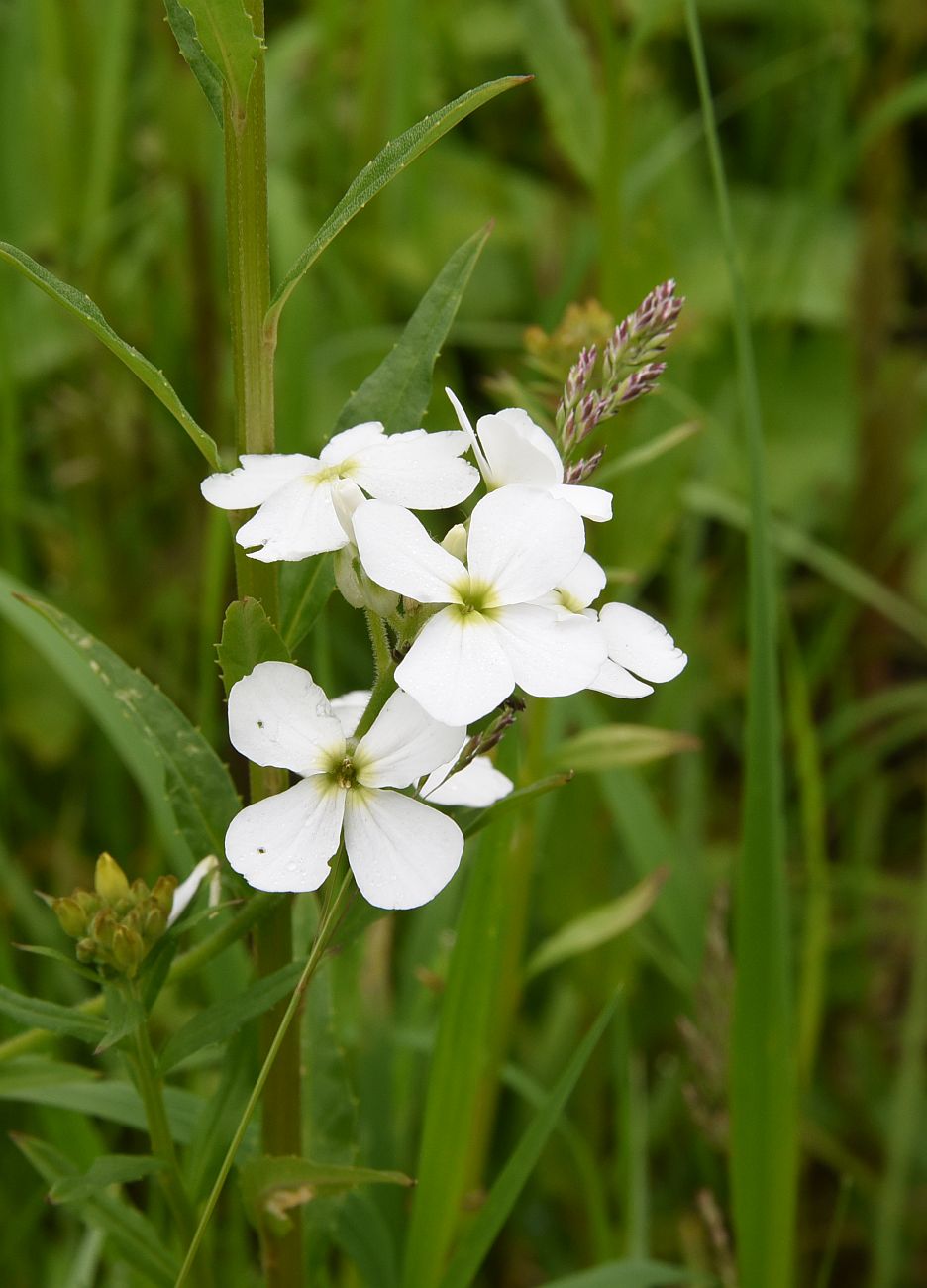 Image of Hesperis voronovii specimen.