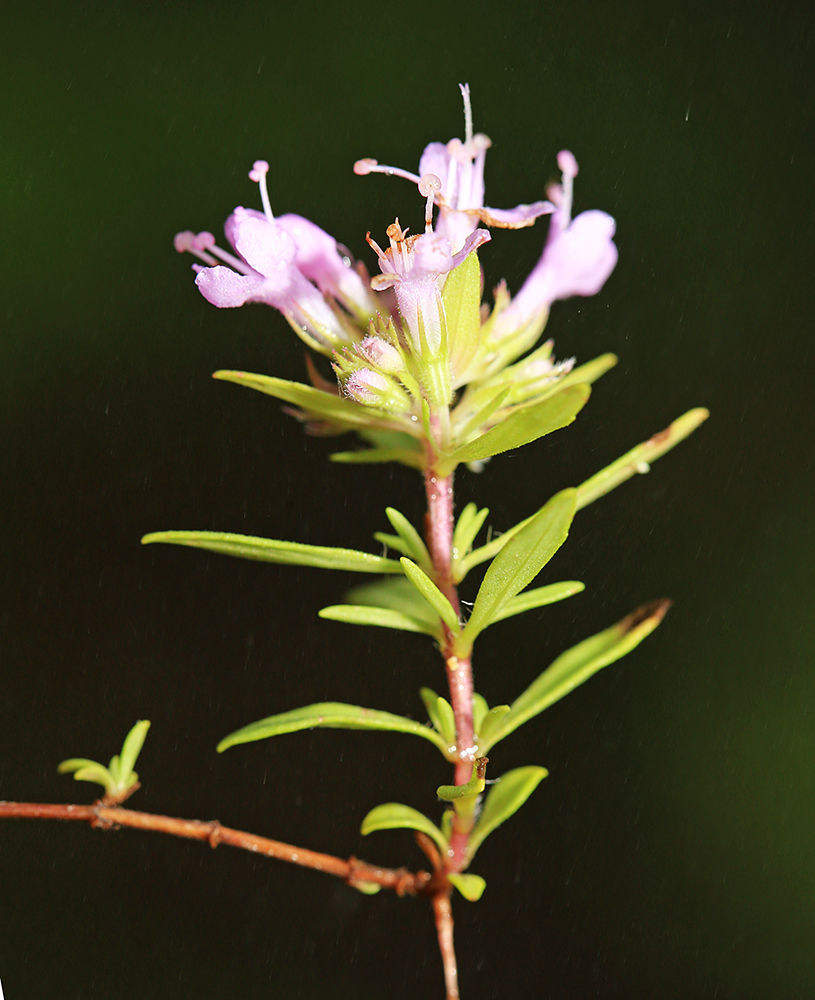 Изображение особи Thymus urussovii.