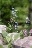 Omphalodes cappadocica