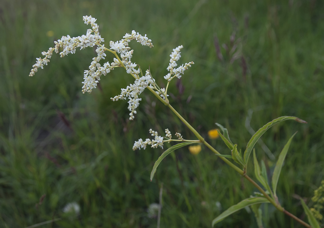 Изображение особи Aconogonon panjutinii.