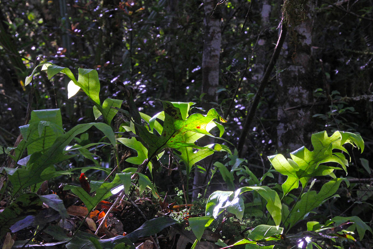 Image of genus Drynaria specimen.