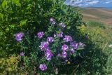Linum hypericifolium