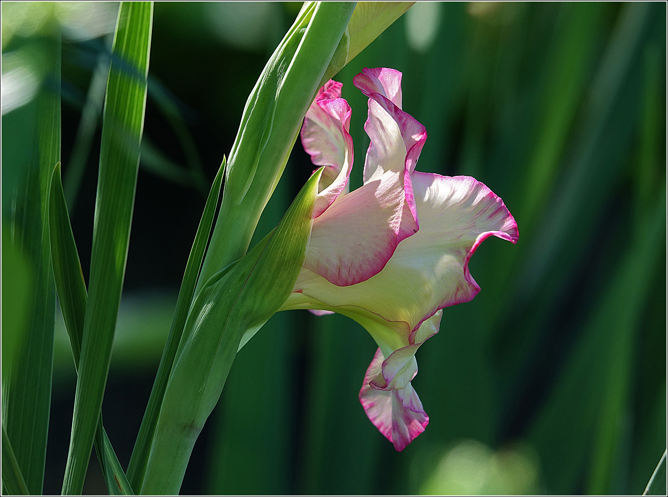 Image of Gladiolus × gandavensis specimen.