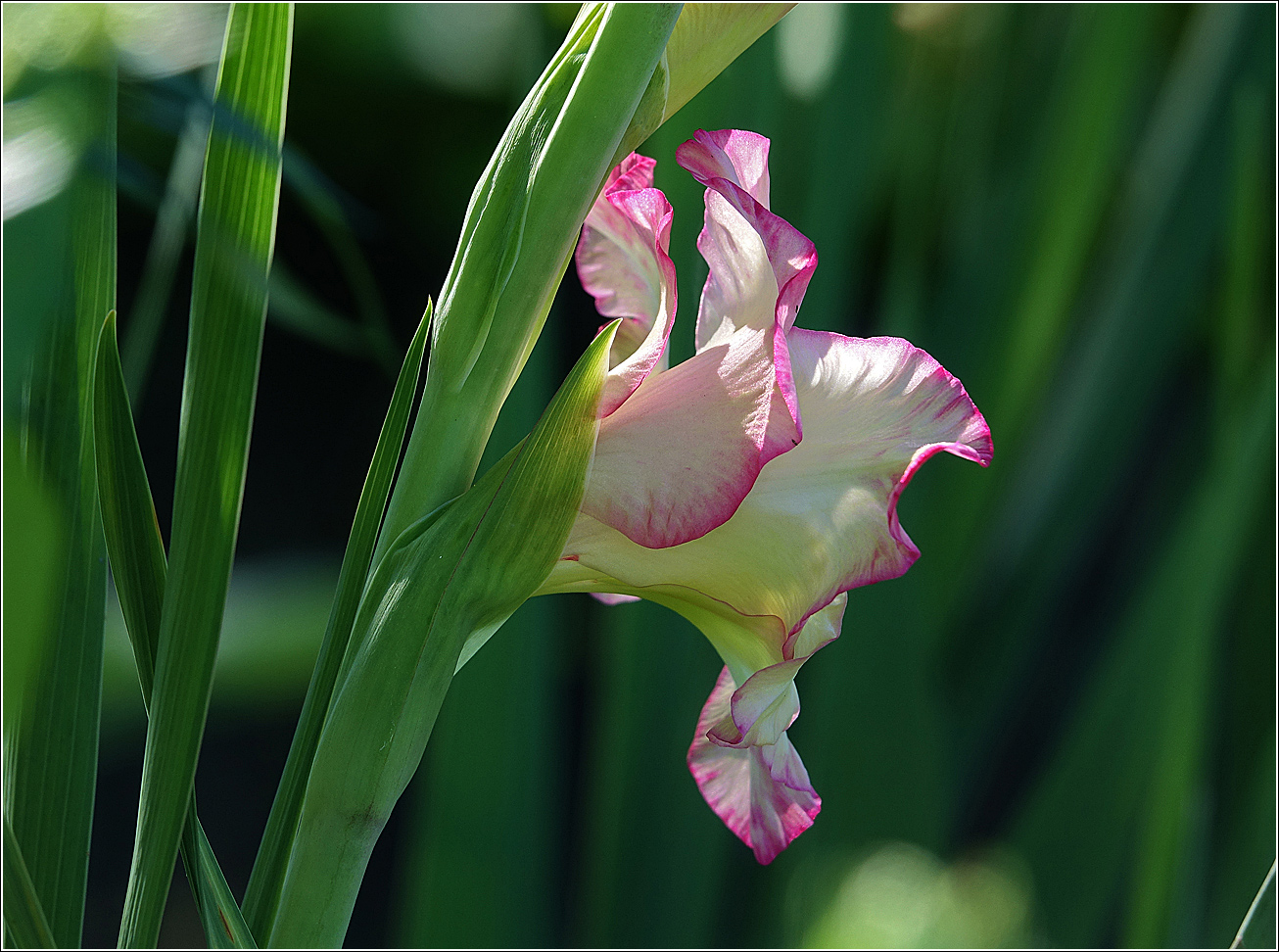 Image of Gladiolus &times; gandavensis specimen.