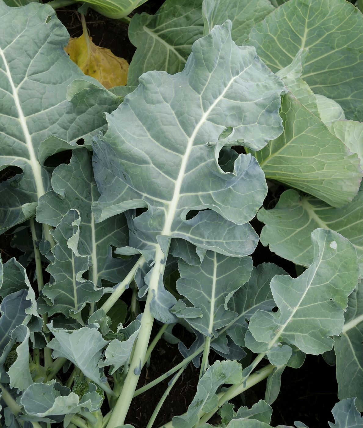 Изображение особи Brassica oleracea var. italica.