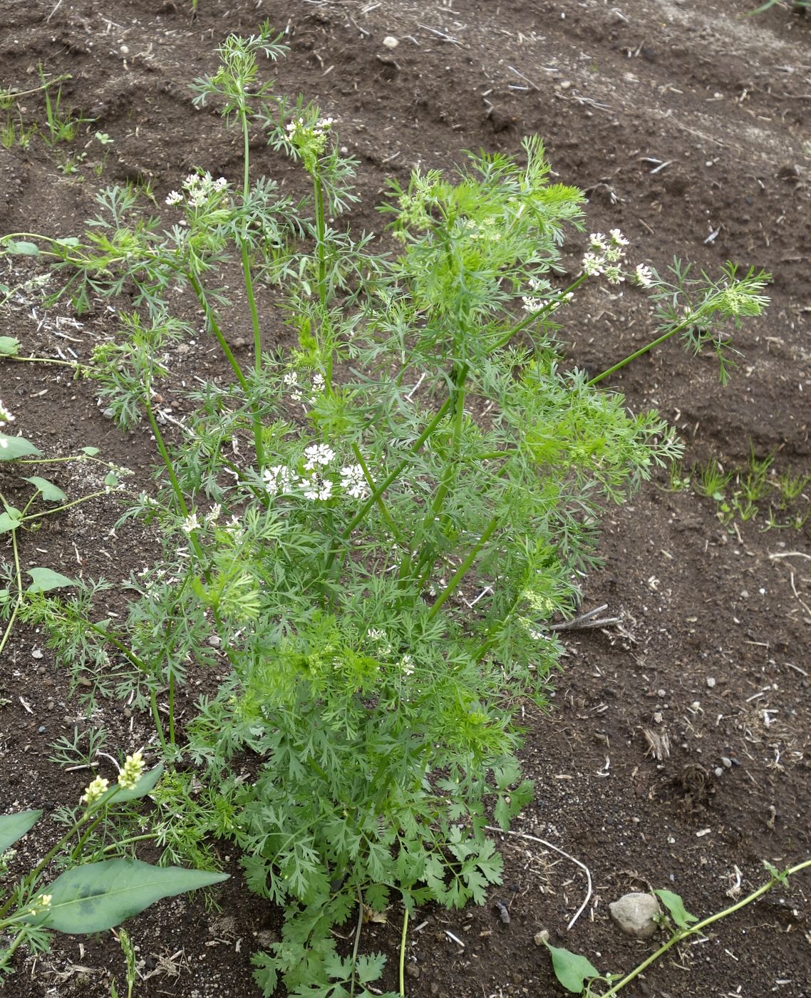 Image of Coriandrum sativum specimen.