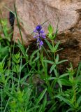 род Polygala. Верхушка цветущего растения (вокруг видны побеги Galium). Красноярский край, Берёзовский р-н, долина р. Мана, каменистый участок на берегу реки. 06.06.2022.