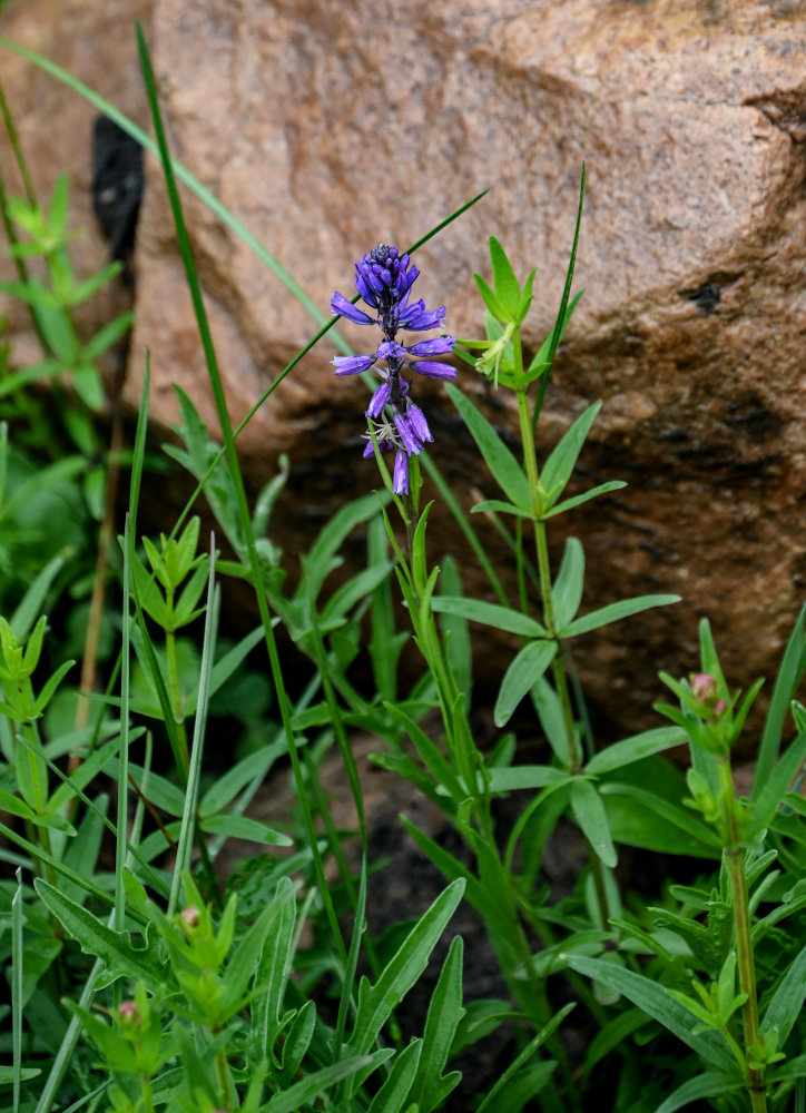 Изображение особи род Polygala.