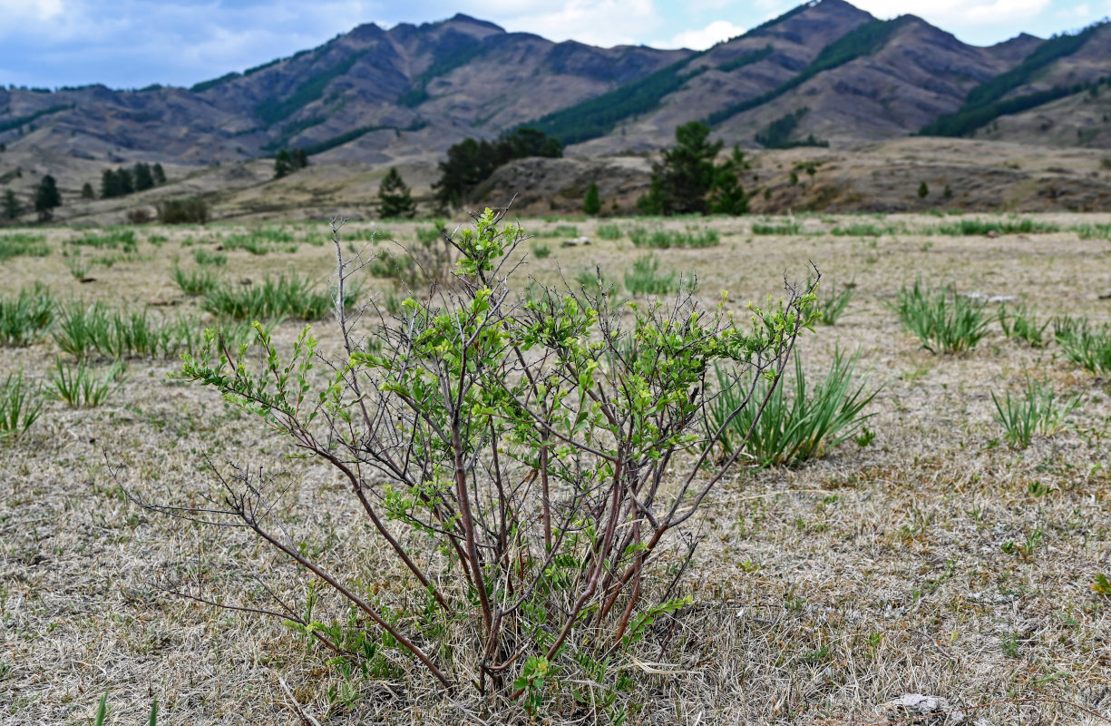 Image of Spiraea hypericifolia specimen.