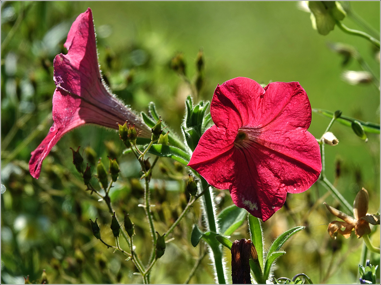 Изображение особи Petunia &times; hybrida.