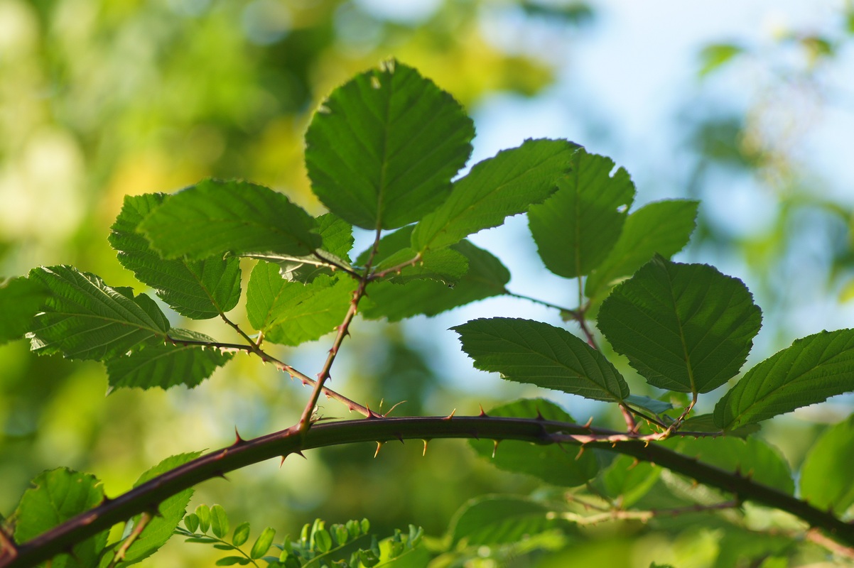 Image of genus Rubus specimen.