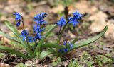 Scilla siberica