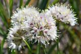 род Allium
