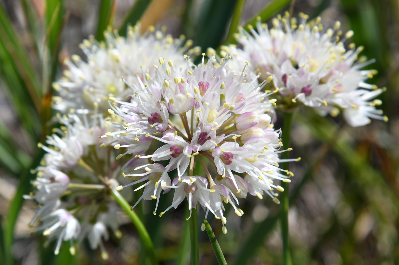 Image of genus Allium specimen.