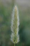 Polypogon monspeliensis