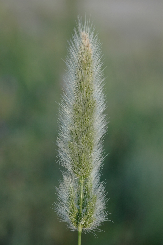 Изображение особи Polypogon monspeliensis.