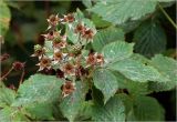 Rubus allegheniensis