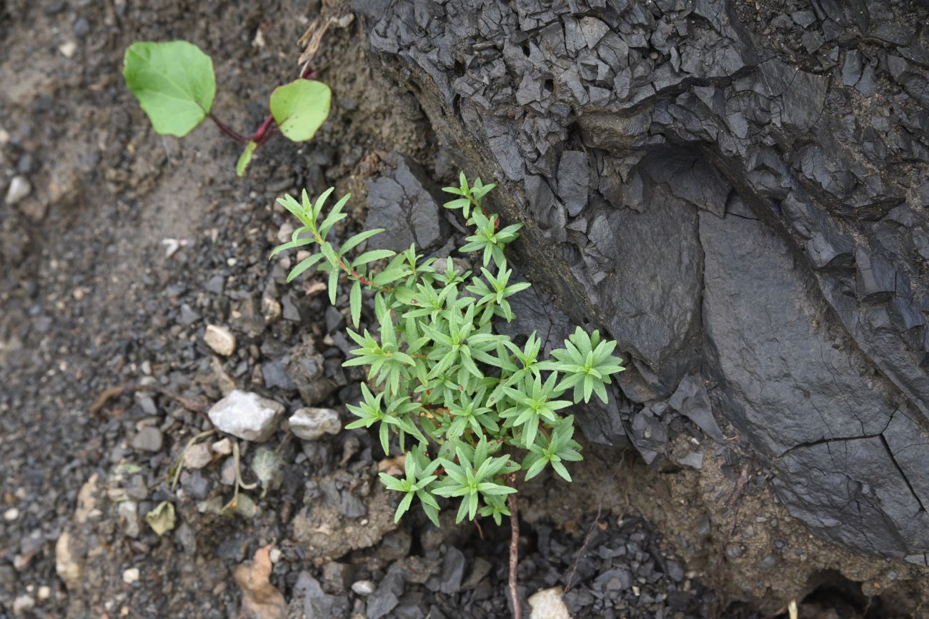 Image of Chamaenerion colchicum specimen.