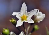 Solanum nigrum