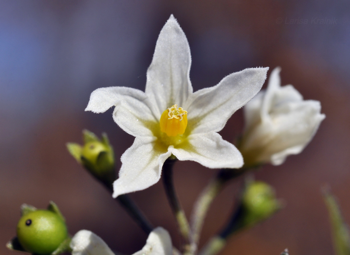 Изображение особи Solanum nigrum.