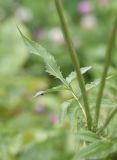 genus Cephalaria