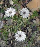 Lactuca tuberosa