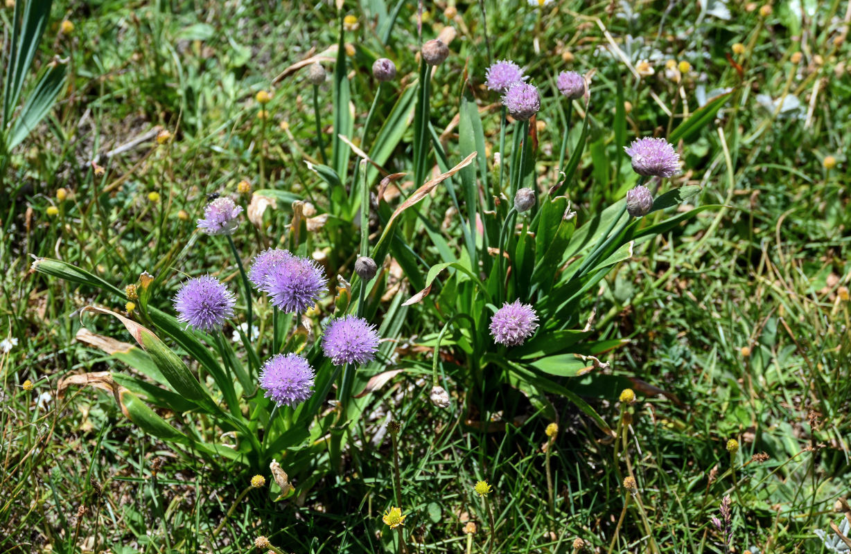 Изображение особи Allium platyspathum.