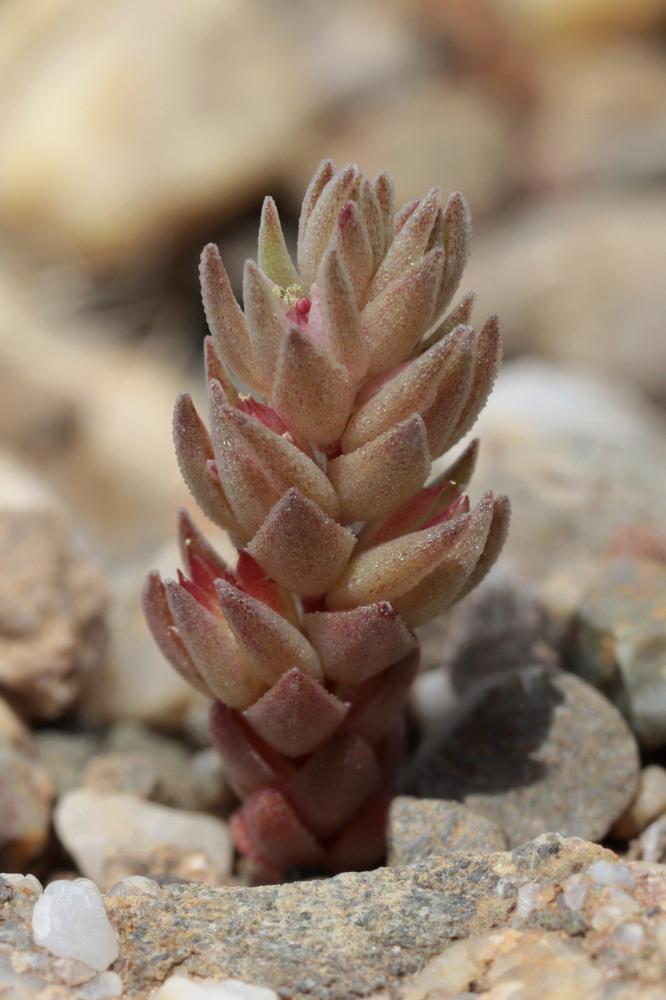 Изображение особи Macrosepalum aetnense.