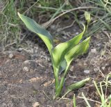 Strelitzia reginae