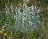 Artemisia caucasica