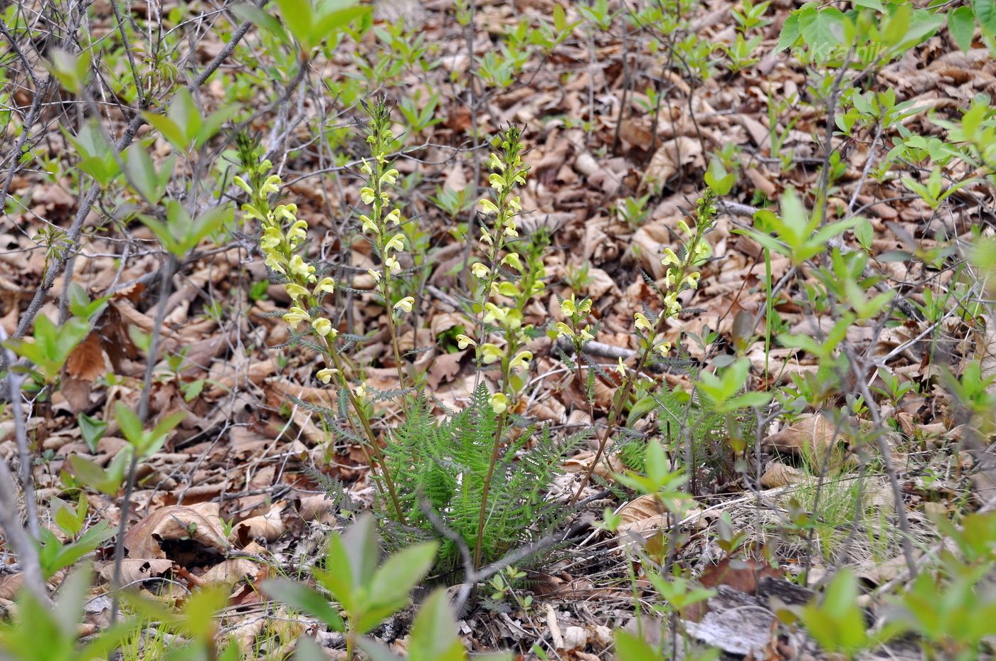 Изображение особи Pedicularis mandshurica.