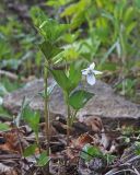 Viola acuminata