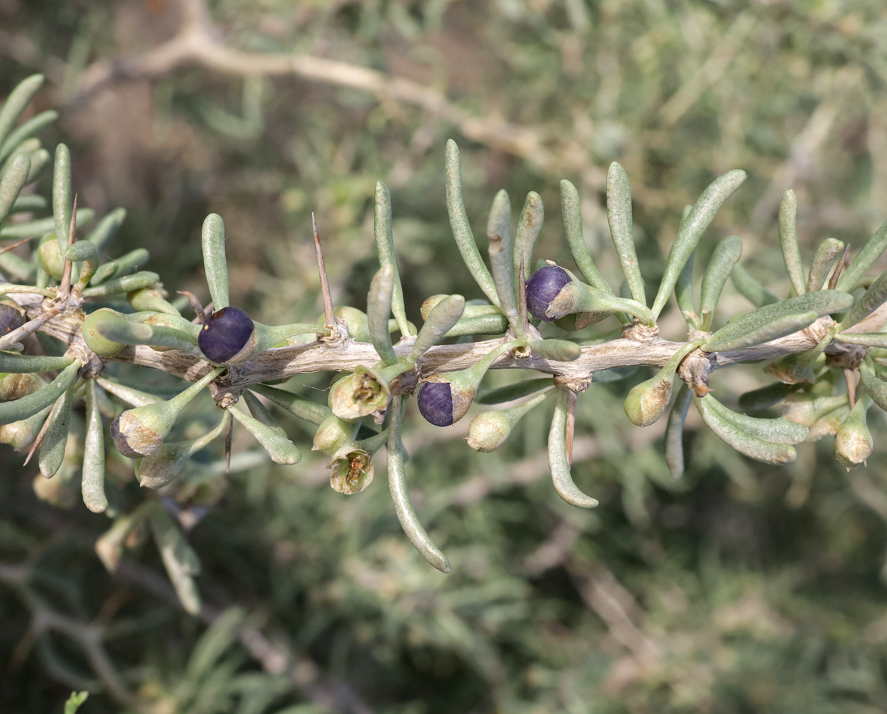 Image of Lycium ruthenicum specimen.