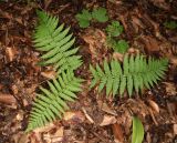 genus Dryopteris