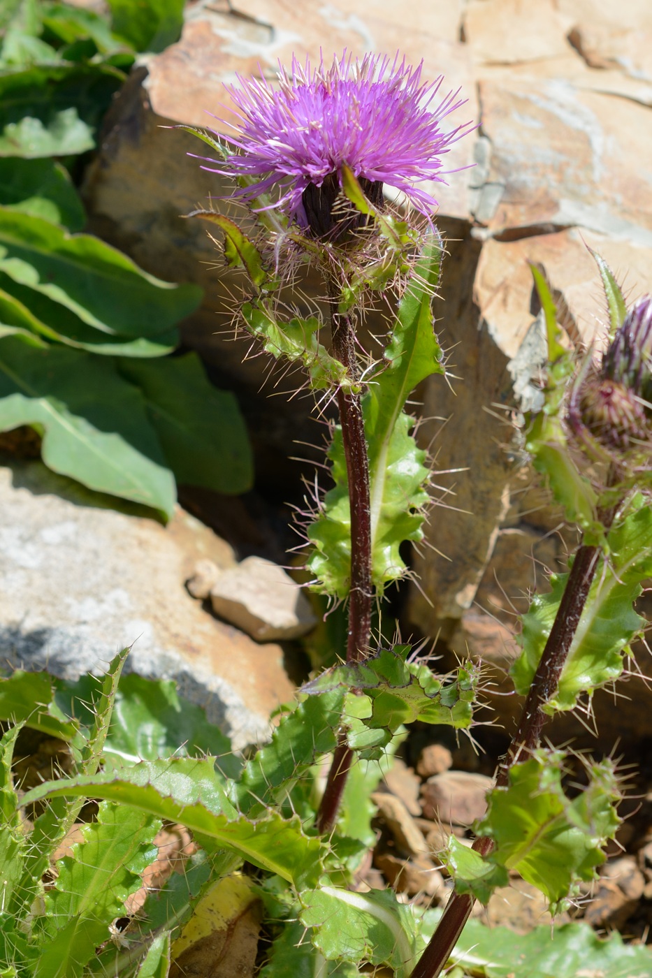 Изображение особи Cirsium simplex.