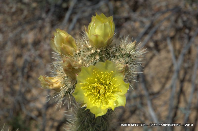 Изображение особи Cylindropuntia alcahes.