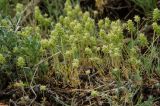 Ceratocephala orthoceras. Плодоносящие растения в сообществе с Sedobassia sedoides и Artemisia. Челябинская обл., Кизильский р-н, окр. с. Богдановское, долина р. Урал, травянистая береговая терраса. 8 мая 2023 г.