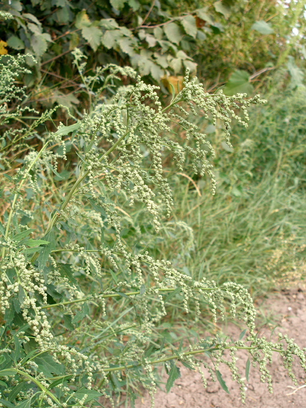 Изображение особи Chenopodium album.