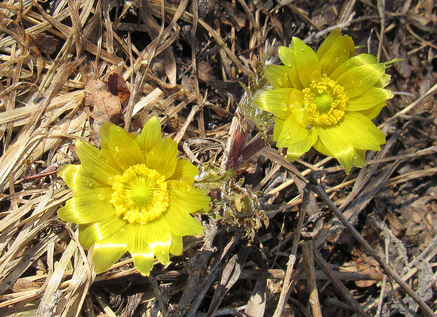 Image of Adonis villosa specimen.