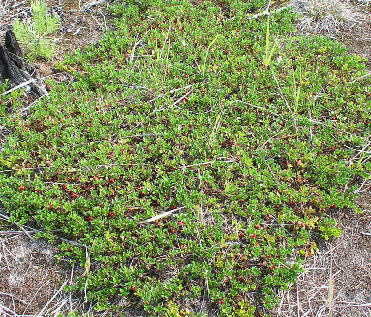 Image of Arctostaphylos uva-ursi specimen.